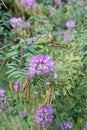 Rocky Mountain bee-weed, Cleome serrulata, pink flowers and seedpods